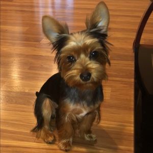 Meet your Posher, Amy